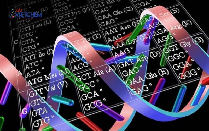 Mã di truyền là gì? Các đặc điểm và vai trò trong sinh học