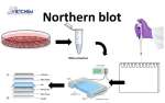 northern-blot-small