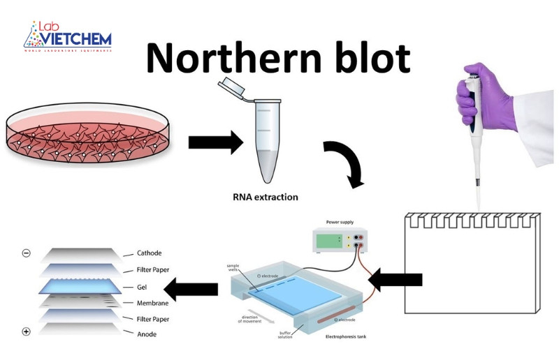 Phương pháp Northern Blot | Quy trình và ứng dụng trong sinh học phân tử