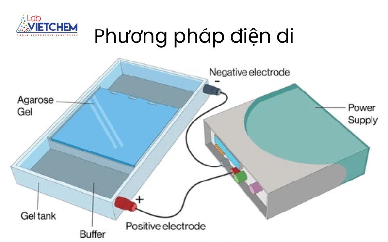 Điện di là gì? Công cụ phân tích mẫu hiệu quả