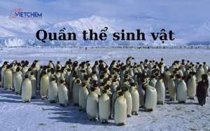 quan-the-sinh-vat-medium