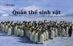 quan-the-sinh-vat-small