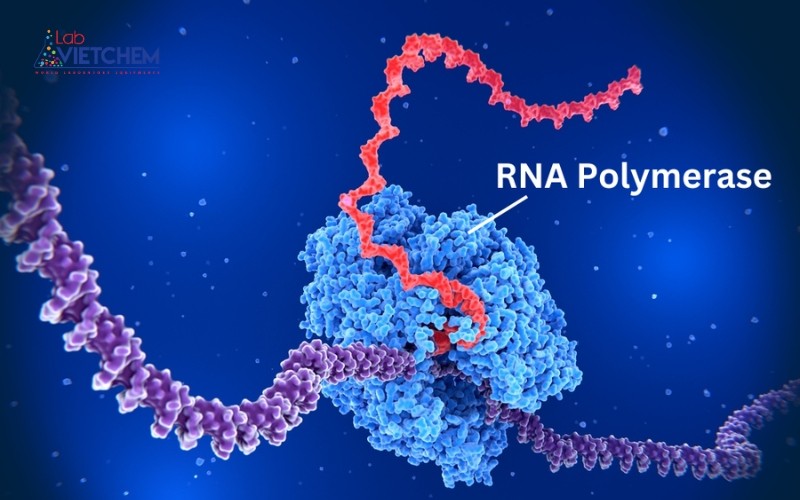 RNA Polymerase là gì? Vai trò và Cơ chế hoạt động của RNA Polymerase