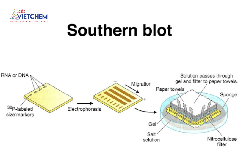 Southern Blot: Khái niệm, Quy trình và Ứng dụng trong sinh học phân tử